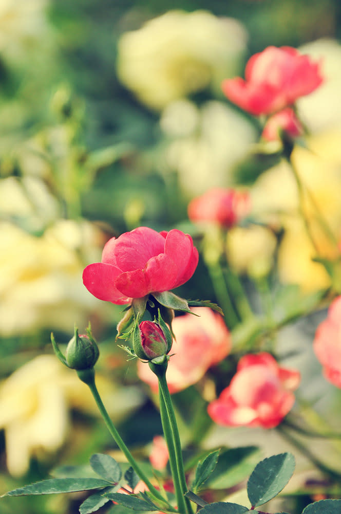 金馬崙高原（Image Source : Getty Creative/iStockphoto）