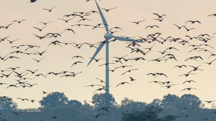 Das Gesetz soll am ersten Januar in Kraft treten. Foto: dpa