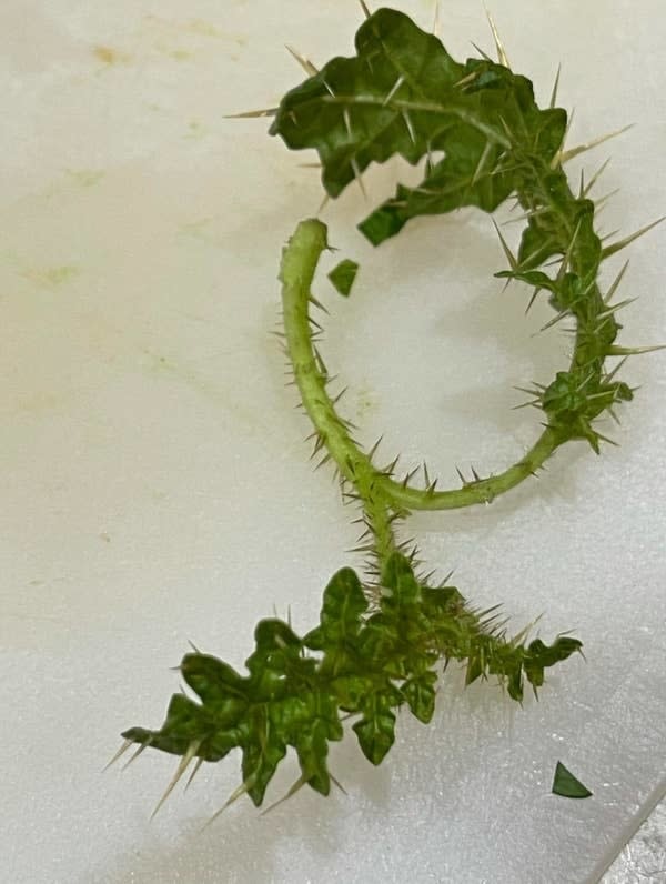 a leaf with spikes