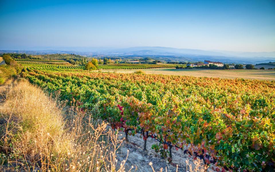 September is the month of harvest in La Rioja - Getty