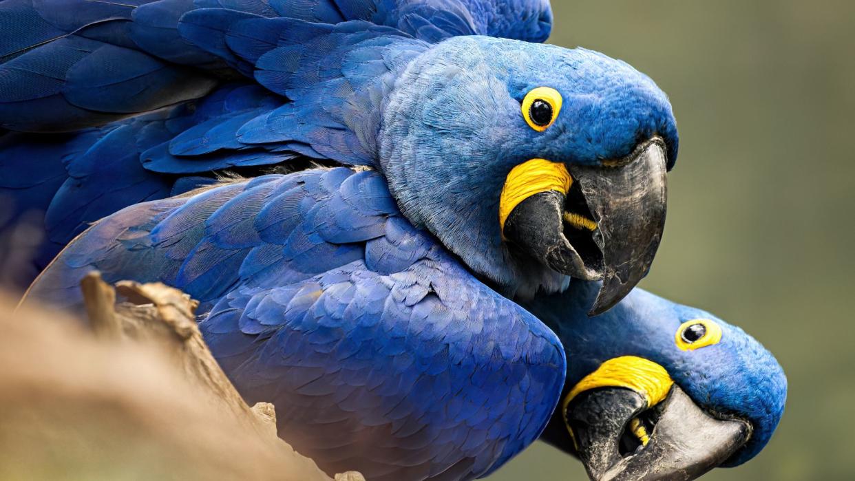  Best exotic pets - two blue hyacinth macaw birds . 