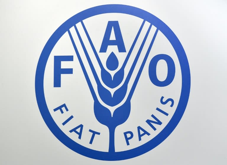 El informe de la agencia de ONU para alimentación y agricultura (FAO) se basa en previsiones de crecimiento mundial para 2024 del FMI, "estable" en 3,2%, y de precios de energía y productos agrícolas del Banco Mundial, que prevé que sigan bajando (Vincenzo PINTO)