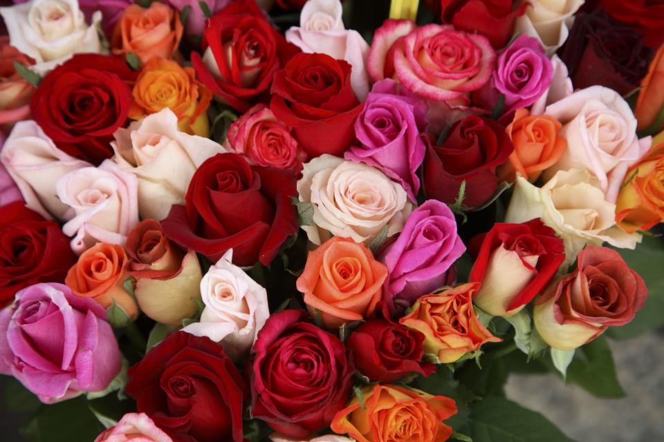 <p>We love to give and receive flowers, and when it comes to <a href="https://www.countryliving.com/shopping/gifts/g42447499/amazon-valentines-day-gifts/" rel="nofollow noopener" target="_blank" data-ylk="slk:Valentine's Day;elm:context_link;itc:0;sec:content-canvas" class="link ">Valentine's Day</a>, nothing is better than a <a href="https://www.countryliving.com/shopping/gifts/g38859784/best-online-flower-delivery-services/" rel="nofollow noopener" target="_blank" data-ylk="slk:bouquet of fresh roses;elm:context_link;itc:0;sec:content-canvas" class="link ">bouquet of fresh roses</a>. The beautiful blooms will convey how much you care, no matter if you're buying a <a href="https://www.countryliving.com/shopping/gifts/g5116/valentines-day-gifts-for-mom/" rel="nofollow noopener" target="_blank" data-ylk="slk:gift for your mother;elm:context_link;itc:0;sec:content-canvas" class="link ">gift for your mother</a>, your friend, your <a href="https://www.countryliving.com/shopping/gifts/g24168813/boyfriend-gift-ideas/" rel="nofollow noopener" target="_blank" data-ylk="slk:significant other;elm:context_link;itc:0;sec:content-canvas" class="link ">significant other</a>, or another special person in your life. But before you buy, you might want to know what the colors of different <a href="https://www.countryliving.com/gardening/garden-ideas/g32146642/roses-types/" rel="nofollow noopener" target="_blank" data-ylk="slk:types of roses;elm:context_link;itc:0;sec:content-canvas" class="link ">types of roses</a> mean. All colors of roses are beautiful, but different colors of roses symbolize different things.</p><p>According to the <a href="https://safnow.org/aboutflowers/holidays-occasions/valentines-day/valentines-day-floral-statistics/" rel="nofollow noopener" target="_blank" data-ylk="slk:Society of American Florists;elm:context_link;itc:0;sec:content-canvas" class="link ">Society of American Florists</a>, more than 250 million roses are produced each year for Valentine's Day. Roses make up 83% of all flowers sold on Valentine's Day. Red roses are by far the most popular, with pink and white taking the second and third spots. Once you pick out the perfect bouquet, find out how to <a href="https://www.countryliving.com/gardening/a42642745/how-to-keep-fresh-cut-roses-alive/" rel="nofollow noopener" target="_blank" data-ylk="slk:make your roses last;elm:context_link;itc:0;sec:content-canvas" class="link ">make your roses last</a>. </p>