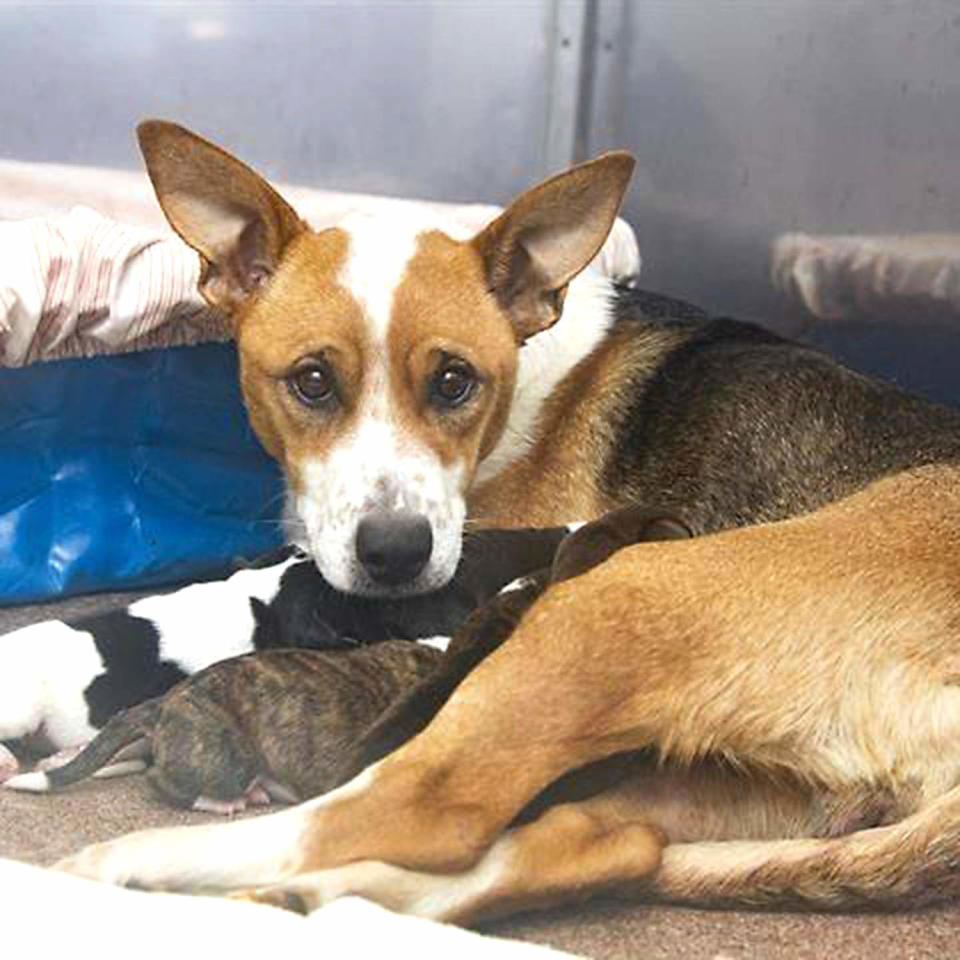 Courageous dog gives birth to 7 puppies after surviving rattlesnake bite (Arizona Humane Society)
