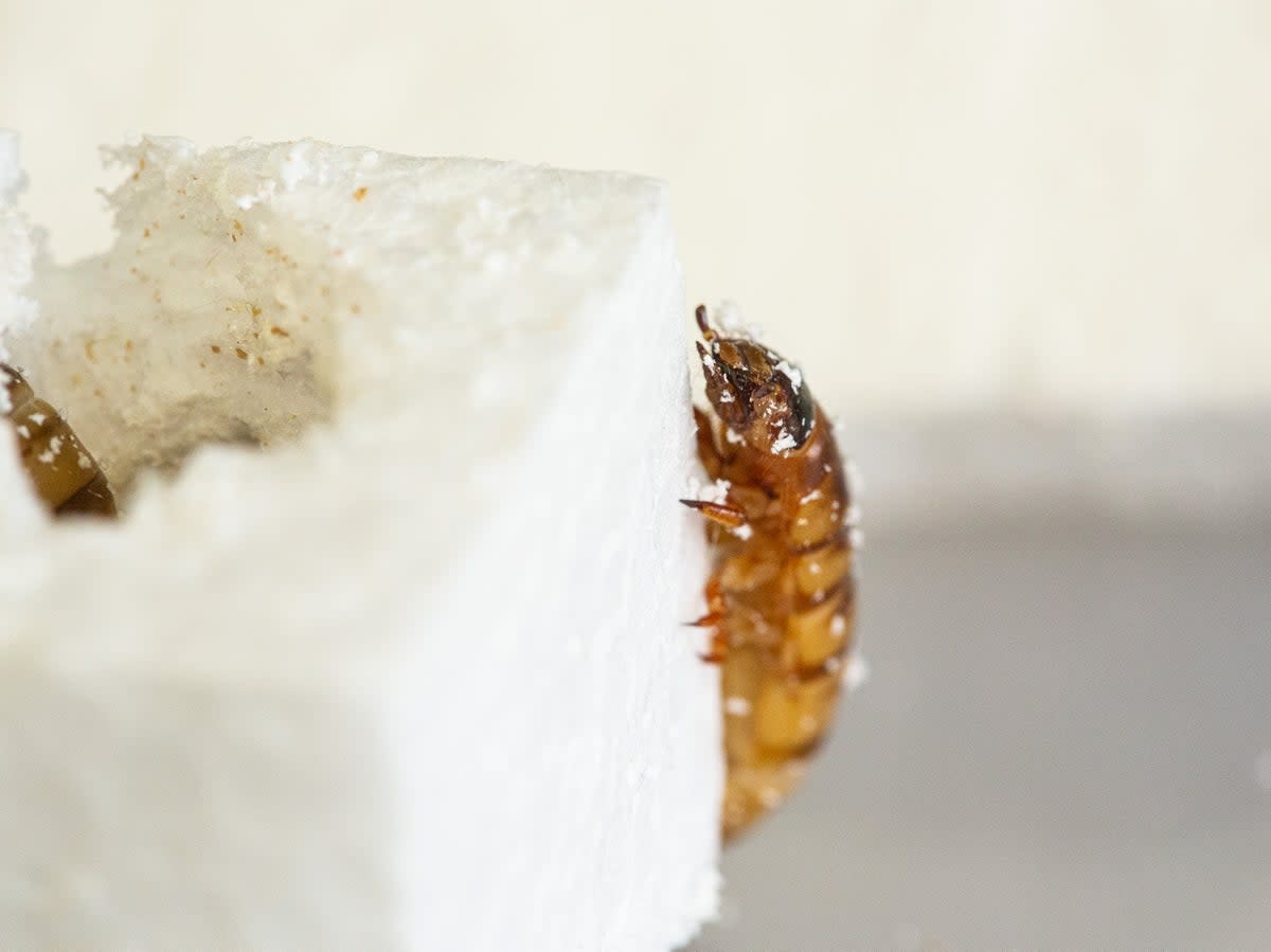 Superworms gobbling their way through a cube of polystyrene (Hung Vu/University of Queensland)