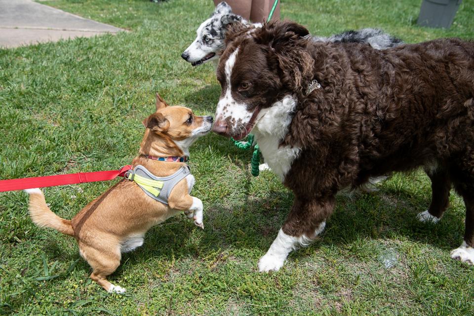 Dogs interact at the affordable pet care clinic May 17, 2023.