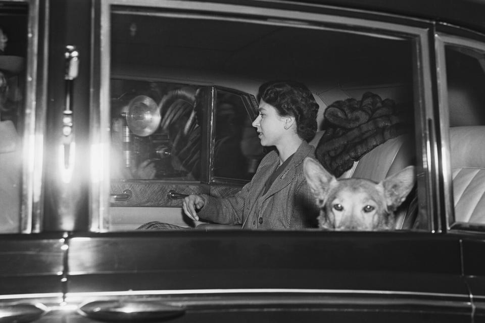 Queen Elizabeth II with one of her dogs, as she arrives at Buckingham Palace in London from Windsor, for Prince Charles' 7th birthday, 14th November 1955. (Photo by Monty Fresco/Topical Press Agency/Getty Images)