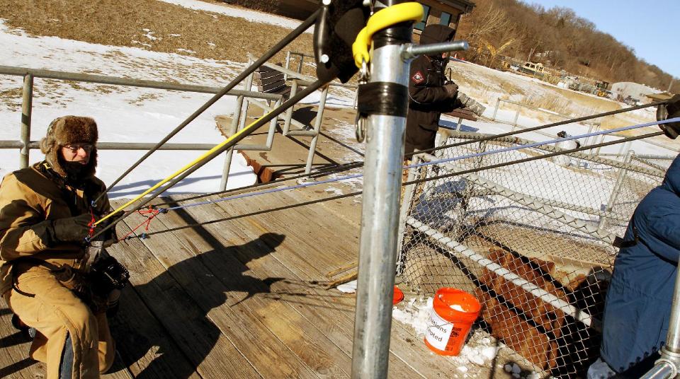 In this Jan. 29, 2014 photo Ken Kester of Clinton, Iowa, uses an oversized homemade slingshot that flings dead fish into the open water for Bald Eagles to to feed on at Lock and Dam 14 on the Mississippi River near Le Claire, Iowa. Kester, who built the contraption, calls it a fish launcher. It can toss a fish a couple hundred feet into the chanel where the water is calmer and eagles feel comfortable snatching up the meals. (AP Photo/The Quad City Times, Kevin E. Schmidt)