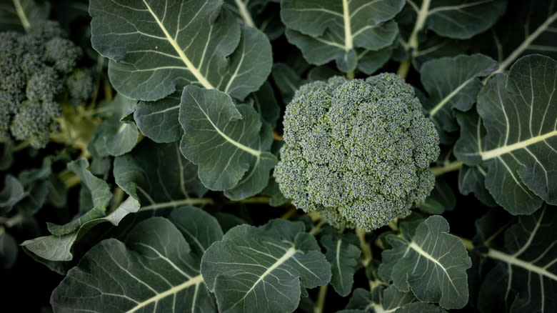 head of broccoli