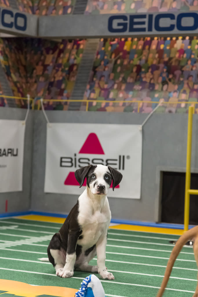 Puppy Bowl IX - Animal Planet