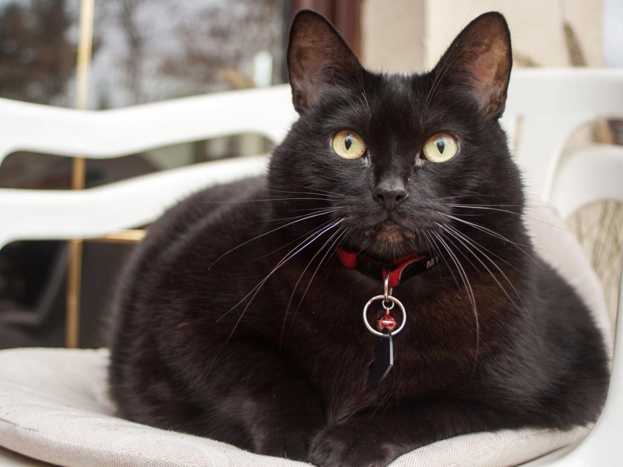 black cat red collar