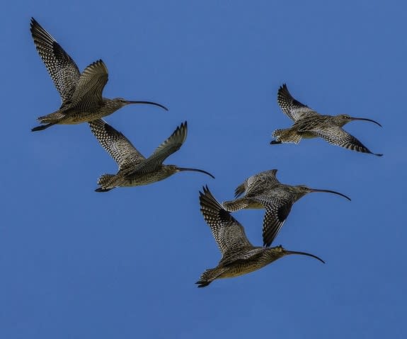 A far Eastern curlew.