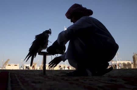 A Qatari man prepares his falcon to participate in a falcon contest during Qatar International Falcons and Hunting Festival at Sealine desert, Qatar January 29, 2016. REUTERS/Naseem Zeitoon
