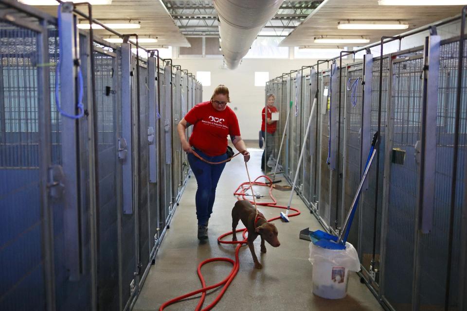 Volunteer Services Manager Franny Buffa leads Carrie, a mixed-breed dog, from her kennel at Jacksonville Animal Care and Protective Services where they're experiencing capacity issues.