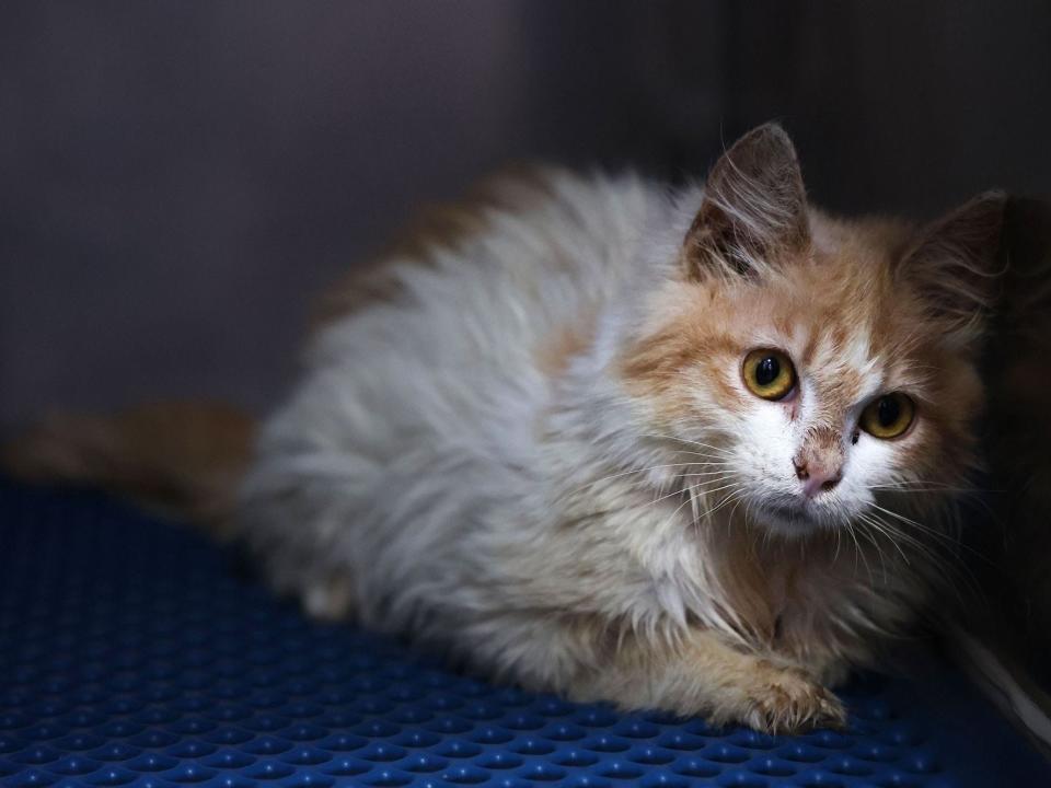 A domestic cat suffering from Feline Infectious Peritonitis (FIP) is in quarantine at a veterinary clinic in Nicosia on June 20, 2023. A new strain of feline coronavirus, Feline infectious peritonitis (FIP) -- which is not transmittable to humans -- is wreaking havoc on the prolific cat population of Cyprus.