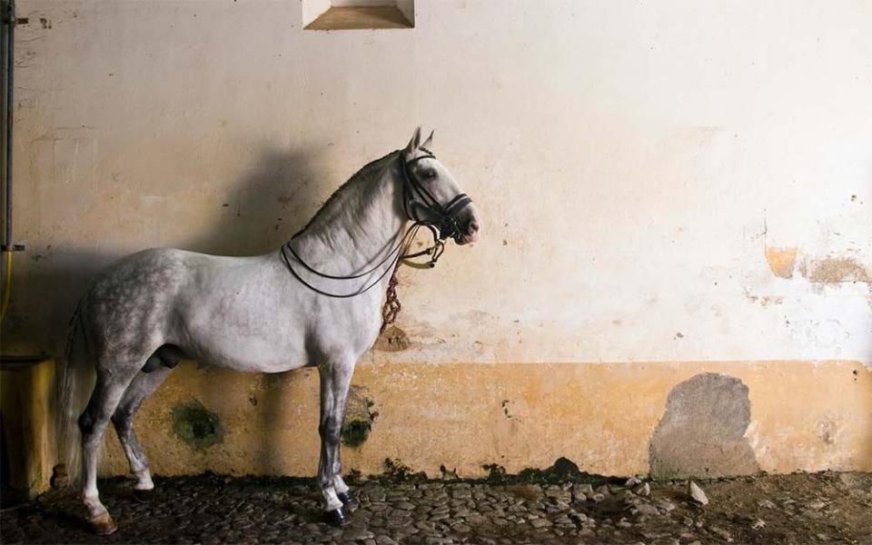 One of the Alentejo's equine residents - Getty