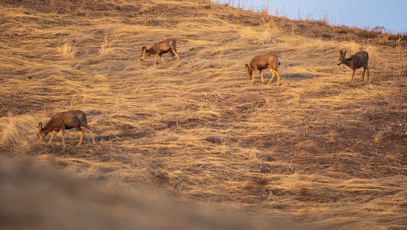 Deer graze in the Salt Lake foothills on Feb. 20. Utah DWR officials say Utah’s deer population grew by about 10% between 2021 and 2022 as moisture returned. They’re requesting fewer hunting permits because of snow impacts, though.