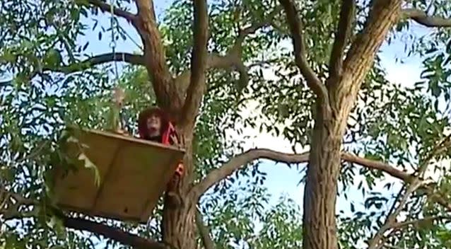 A demonstrator sets up camp in a tree in an effort to block the worker's chainsaws. Photo: 7 News