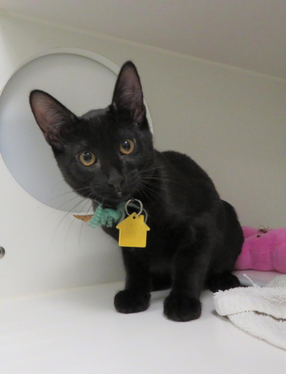 Mewster, ID #410500, came into the shelter in May with two brothers. They were so tiny that they had to go to a foster home to gain weight and get older. He's now 5 months old and ready to go to his forever home. Mewster is your typical kitten who likes to run, jump and find good places to hide. He will grow into his big ears. To meet Mewster, go to the Oklahoma City Animal Shelter at 2811 SE 29 between noon and 5 p.m. Tuesday through Saturday. Go to www.okc.gov or www.okc.petfinder.com to see all the cats and dogs available for adoption.