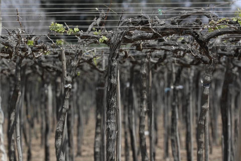 Un viñedo en Ica, Perú, el lunes 28 de septiembre de 2020. Más de 500 productores de pisco han visto caer sus ventas a la mitad y miles de agricultores han perdido sus cosechas debido al estricto cierre implementado para detener al COVID-19. (AP Foto/Martín Mejía)