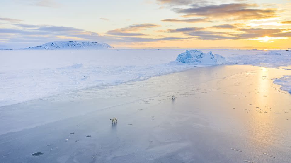 For hours Ledoux watched these two polar bears playing  together. - Florian Ledoux