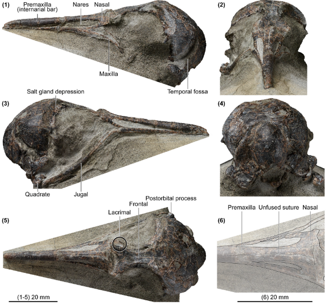 The two fossilized skulls were found on the North Island of New Zealand, researchers said. Photo from the Journal of Paleontology
