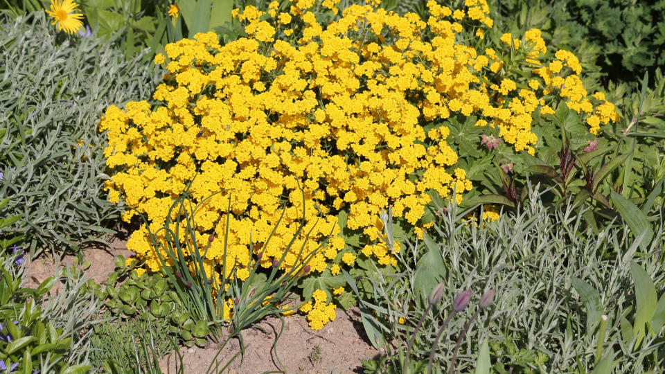 Basket of Gold