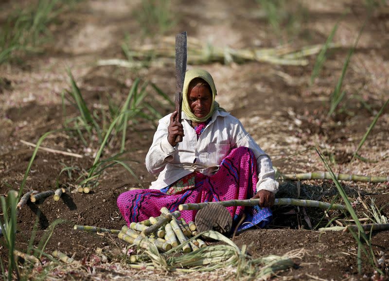 FILE PHOTO: Parubai Govind Pawar cuts sugarcane in a field in Degaon village in Solapur