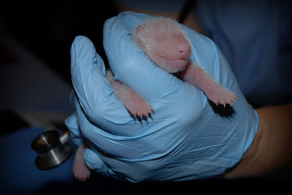 The cub received its first neonatal exam on the morning of Aug. 25.