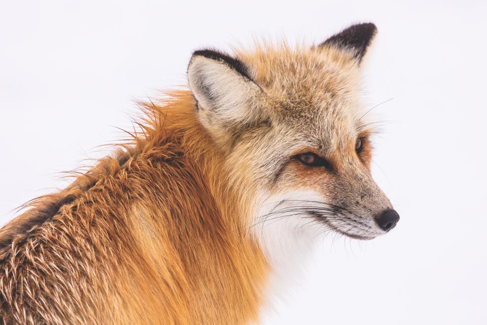 People who want to do something good for the planet can plant trees that share their energy with other species like the red fox, which depends upon insects for 25% of its diet.