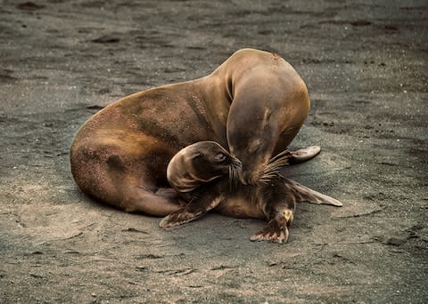 Seals in the Galapagos - Credit: STEVE MCCURRY/SILVERSEA