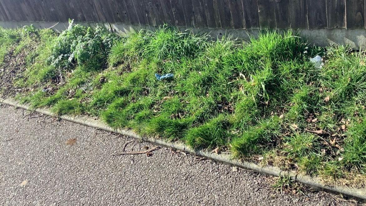 The grass verge