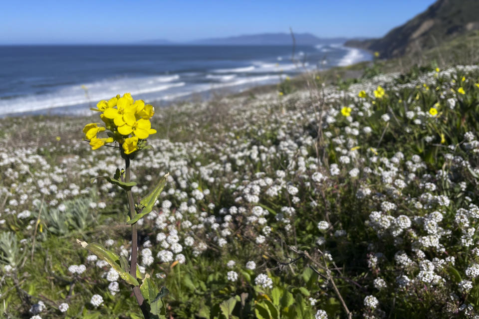 Overlooking the Pacific Ocean, flowers bloom in Mussel Rock Park in Daly City, Calif., Monday, April 1, 2024. Carpets of tiny, rain-fed wildflowers known as "Superblooms" are appearing in parts of California and Arizona. Their arrival draws droves of visitors who stop to glimpse the flashes of color and pose for pictures. (AP Photo/Haven Daley)