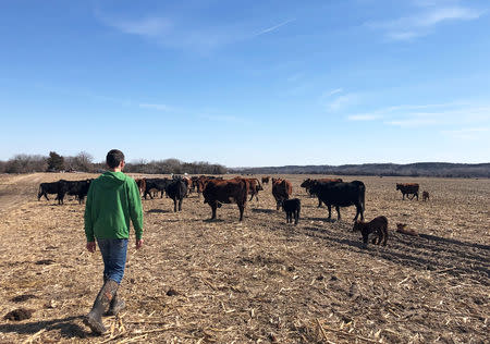 Justin Mensik, corn and soybean farmer, attends to his cattle at his farm in Morse Bluff, Nebraska, U.S. March 22, 2019. REUTERS/Humeyra Pamuk