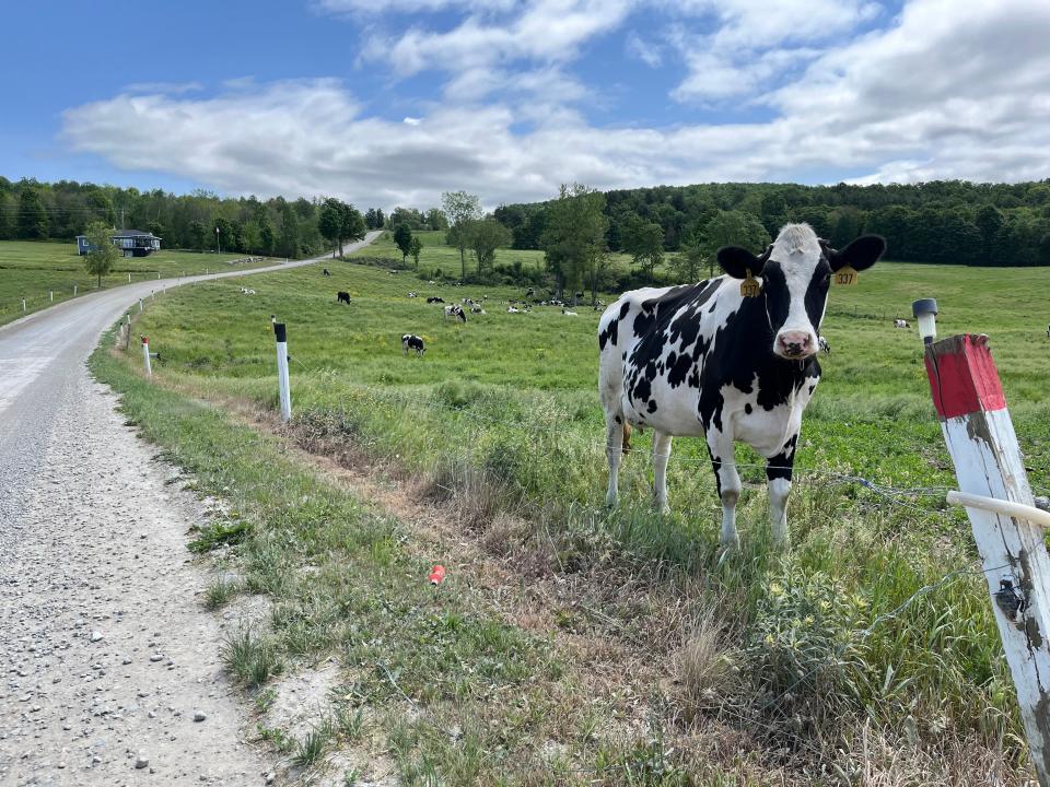 A curious cow leans over its fence to inspect a Free Press reporter passing by on Lamoille Valley Rail Trail between Sheldon and Jeffersonville. All sections of the rail trail that goes across Vermont are now open.