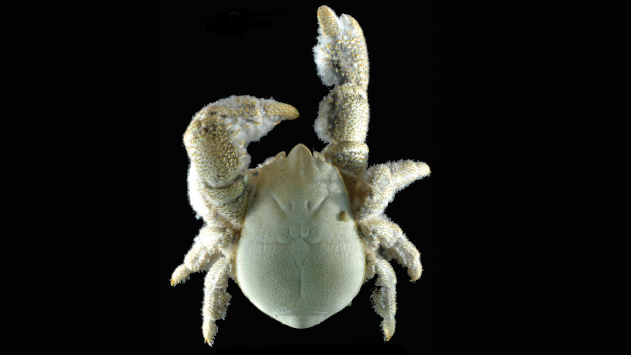  a hoff crab specimen on a black background 