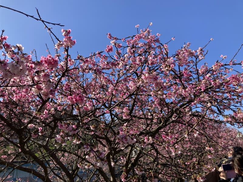 樂活夜櫻季日間花團盛開麼樣。（圖／北市工務局提供）