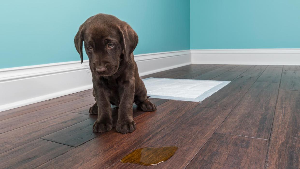 Labrador puppy sitting next to pad on wood floor