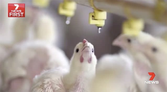 Video has emegred of conditions at the RSPCA approved chicken farm. Photo: Channel 7