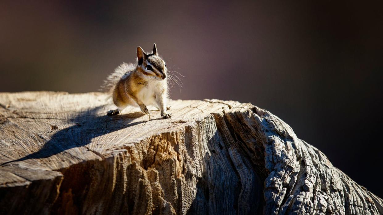  A small chipmunk on a log 