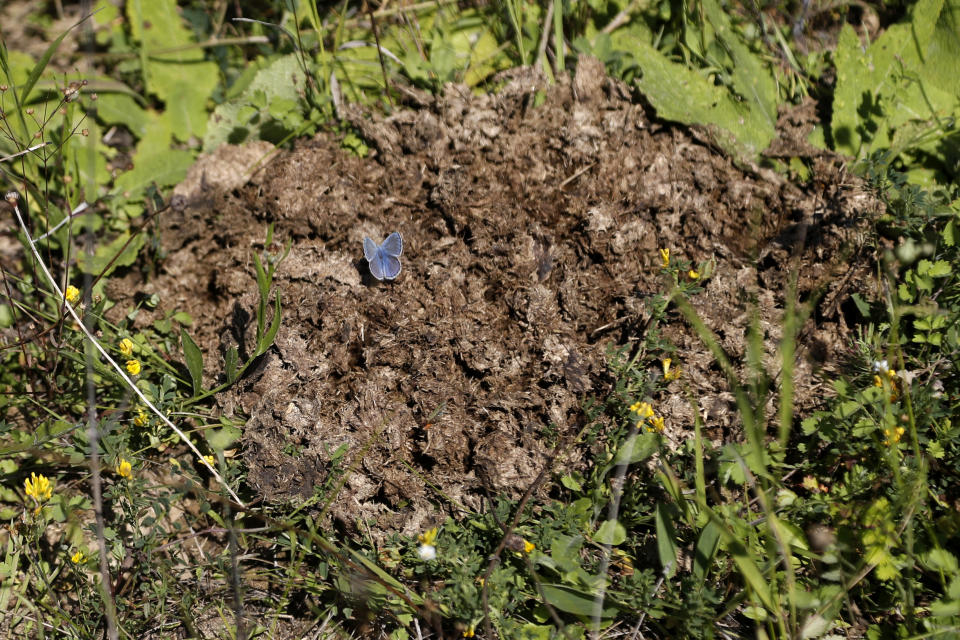 A reverdin's blue butterfly (plebejus argyrognomon) sits on horses manure at a wildlife sanctuary in Milovice, Czech Republic, Wednesday, July 22, 2020. Wild horses, bison and other big-hoofed animals once roamed freely in much of Europe. Now they are transforming a former military base outside the Czech capital in an ambitious project to improve biodiversity. Where occupying Soviet troops once held exercises, massive bovines called tauros and other heavy beasts now munch on the invasive plants that took over the base years ago. (AP Photo/Petr David Josek)