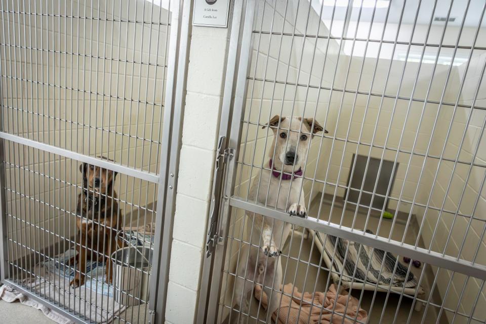 Dogs awaiting adoption at Animal Rescue Rhode Island in South Kingstown, which received a grant from the Rhode Island Foundation.