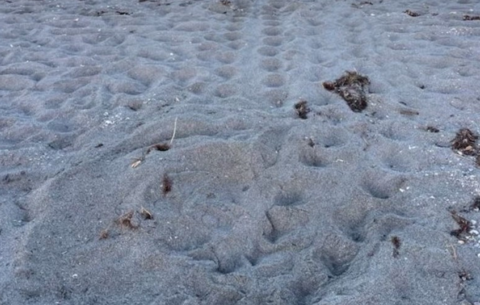 First sea turtle nest spotted in Venice, Florida