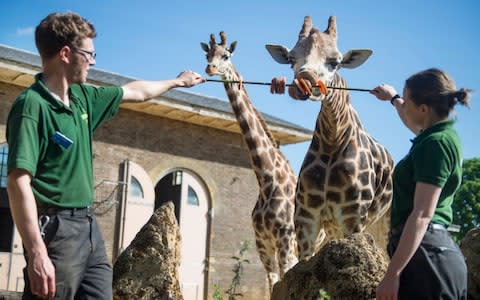 A giraffe eating a kebab at London Zoo - Credit: David Rose