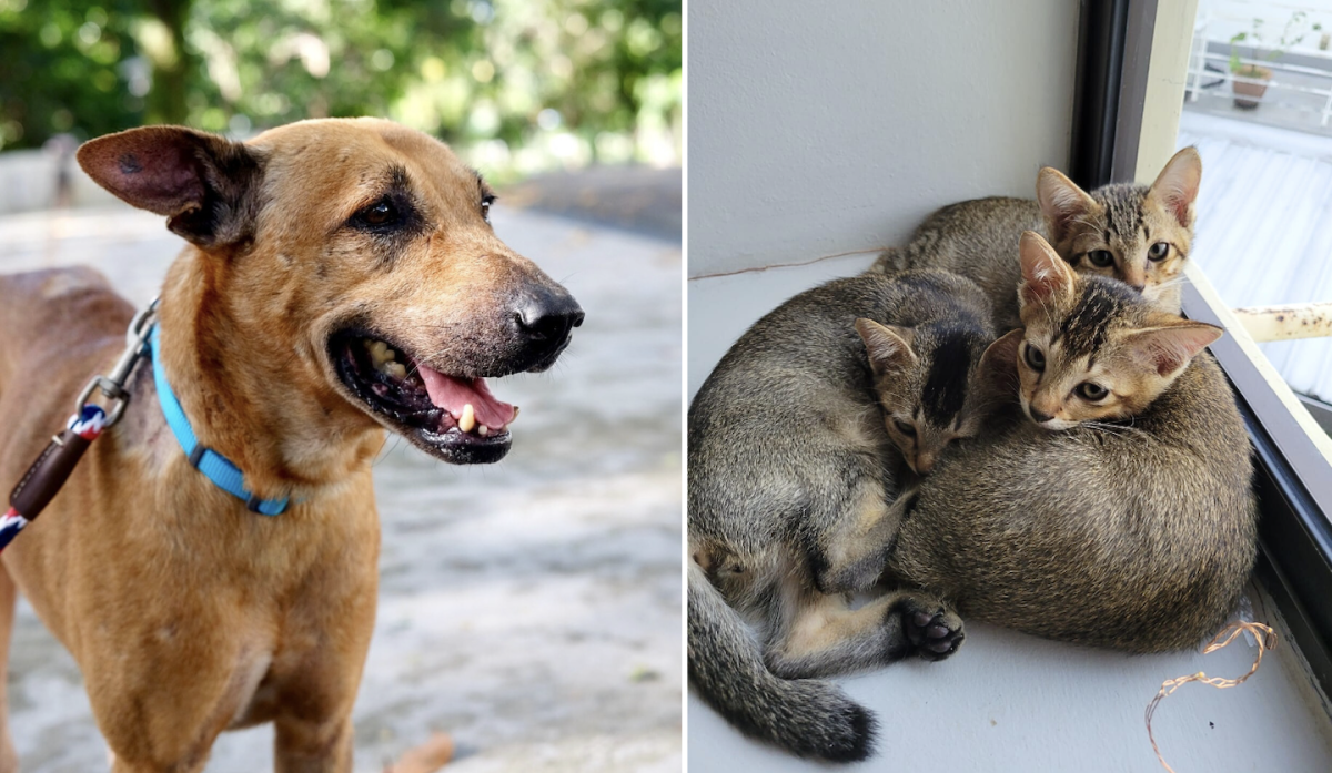 Fostering animals in Singapore: How do fosterers cope after their pets have been rehomed?