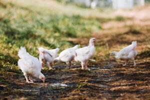 Farmer Focus shifts farm-level decision-making and chicken ownership back to farmers, empowering them to farm the way they know is best. The end result is exceedingly delicious, 100% organic and humanely raised chicken that is better for people, the planet, and animals.