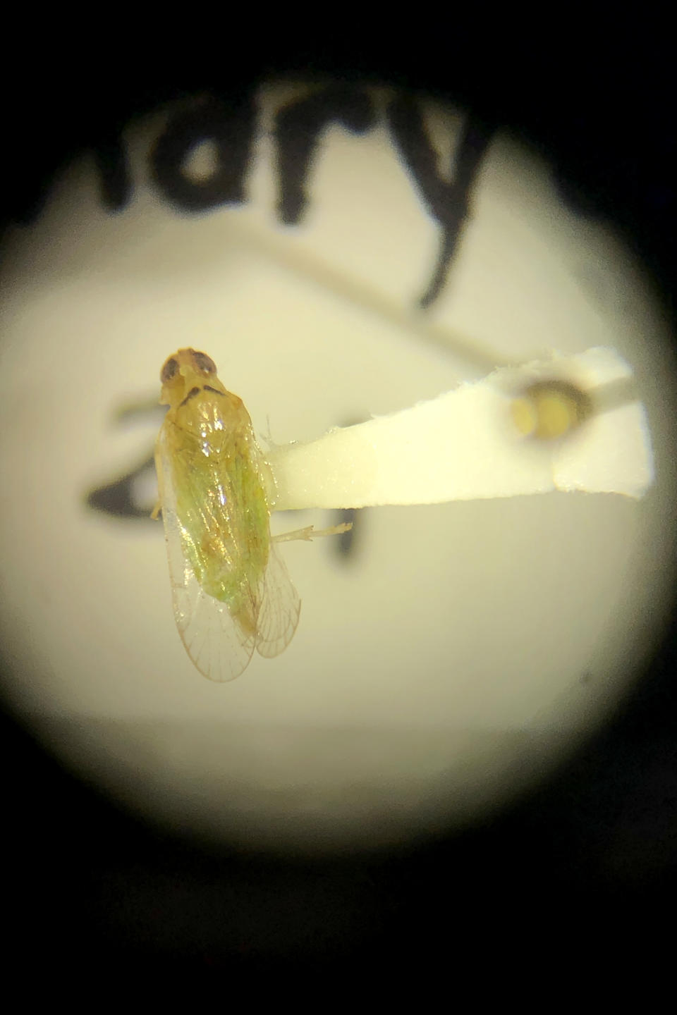 In this Wednesday, July 31, 2019, photo, a plant-hopper insect, that is thought to transmit a lethal bronzing disease to palm trees, is viewed through a microscope at a lab in Davie, Fla. Florida's iconic palm trees are under attack from a fatal disease that turns them to dried crisps within months with no chance for recovery once ill. Lethal bronzing is caused by a bacteria spread by a rice-sized insect. It has gone from a small infestation on Florida's Gulf Coast to a statewide problem in a decade. (AP Photo/Wilfredo Lee)