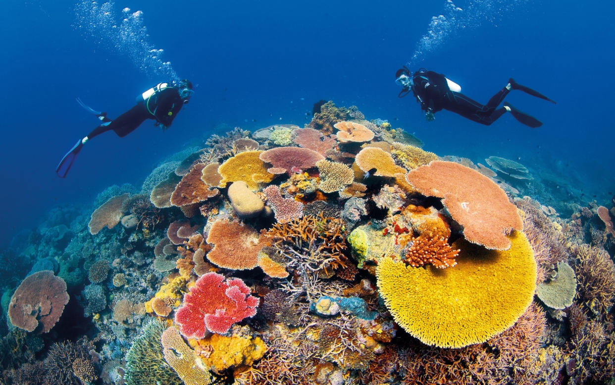 The Great Barrier Reef at its most colourful - Darren Jew / Tourism and Events Queensland