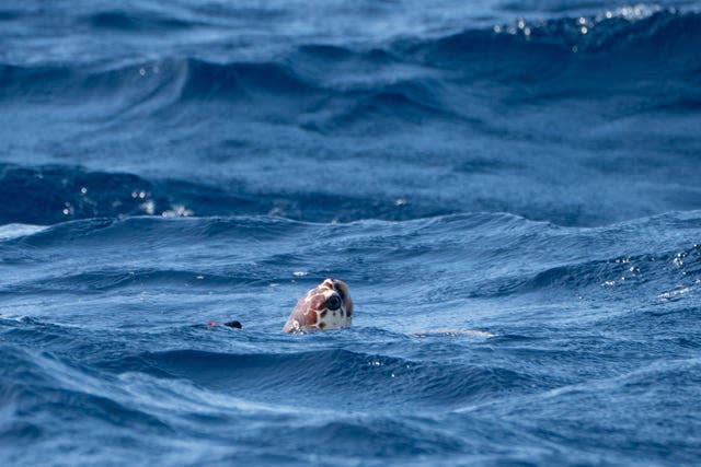 Loggerhead turtle returned to wild