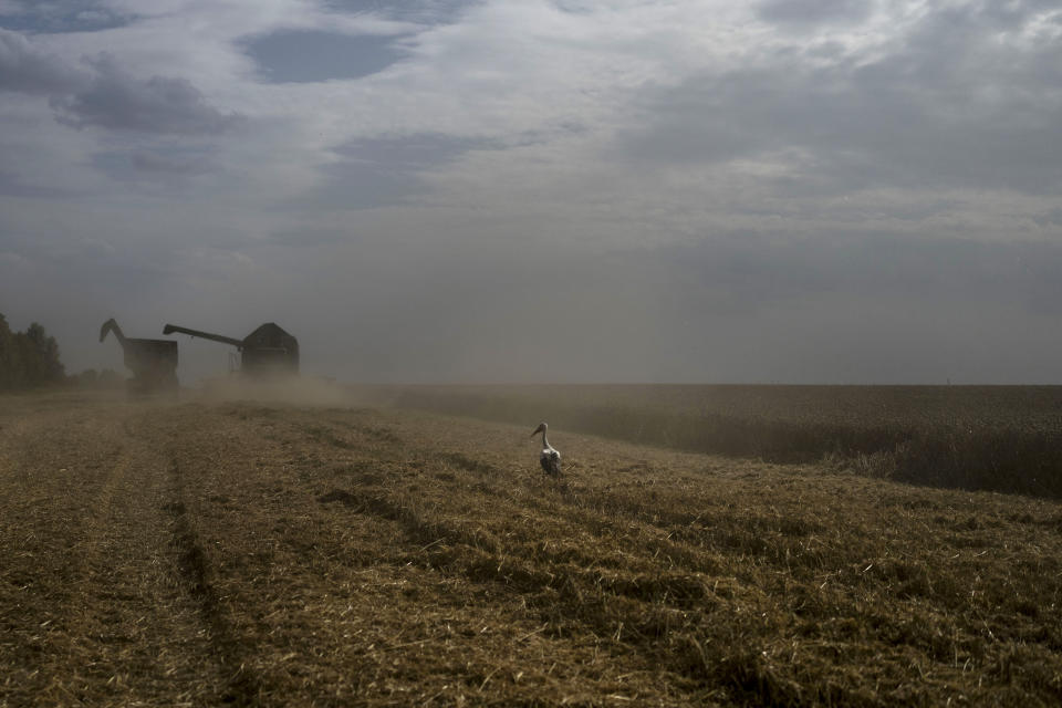 FILE - A bird stands on a wheat field as a combine harvests the crops in Cherkasy region, Ukraine, on July 25, 2023. Global prices for food commodities like grain and vegetable oil fell last year from record highs in 2022, when Russia’s war in Ukraine, drought and other factors helped worsen hunger worldwide, the U.N. Food and Agriculture Organization said Friday, Jan. 5, 2024.. (AP Photo/Jae C. Hong, File)